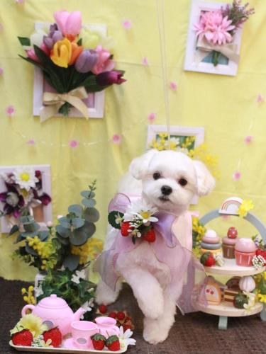 20230312まるちゃん